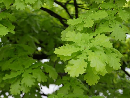 leaf  oak  nature