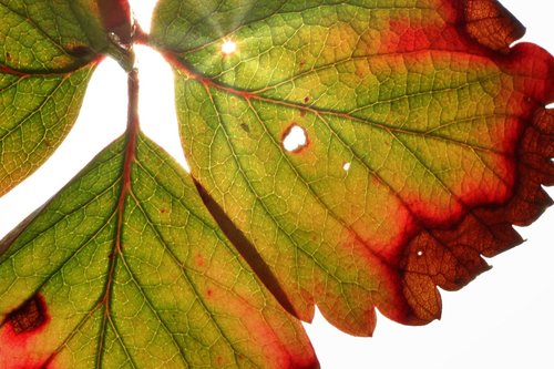 leaf  autumn  nature