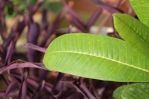 leaf  plant  plantae