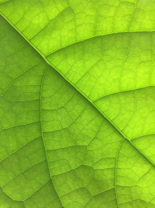 leaf  nature  green