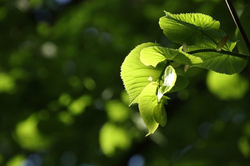 leaf  green  spring