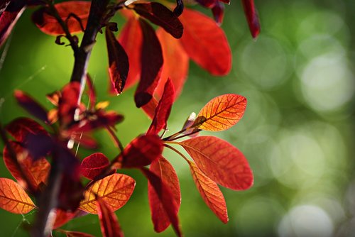 leaf  foliage  vein