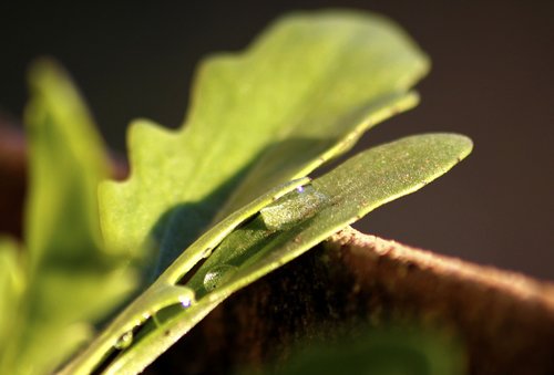 leaf  water  drops
