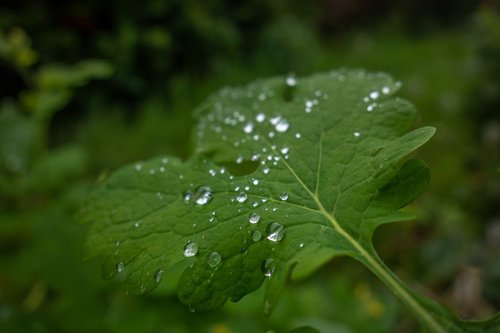 leaf  drop  water