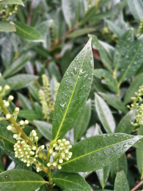 leaf  rain  drip