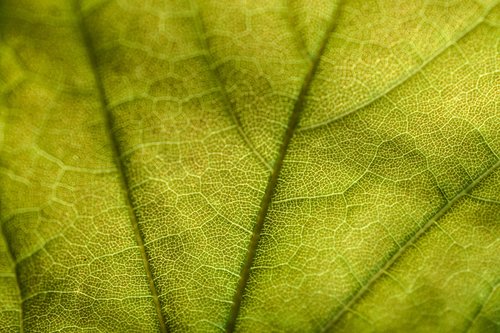 leaf  nature  closeup