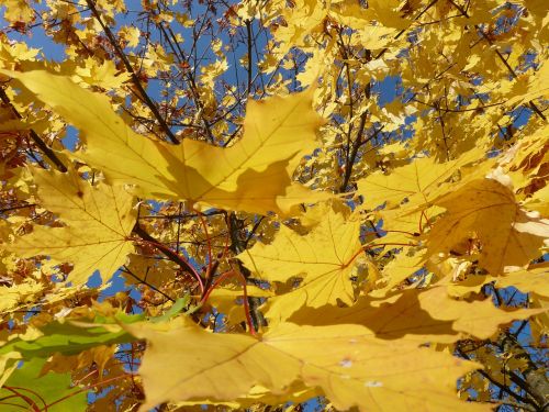 leaf leaves autumn