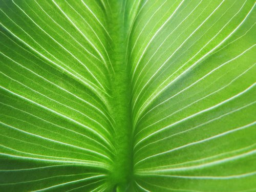 leaf  calla green  petiole