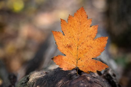 leaf  orange  autumn