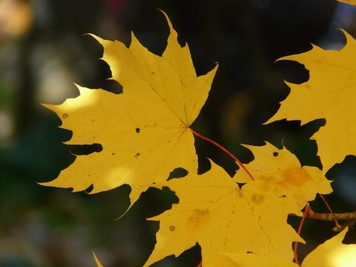 leaf leaves autumn