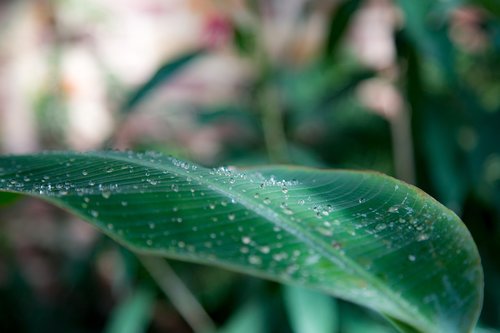 leaf  water  drip