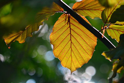 leaf  foliage  pattern