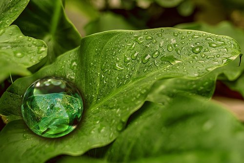 leaf  ball  green