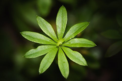leaf  green  plant