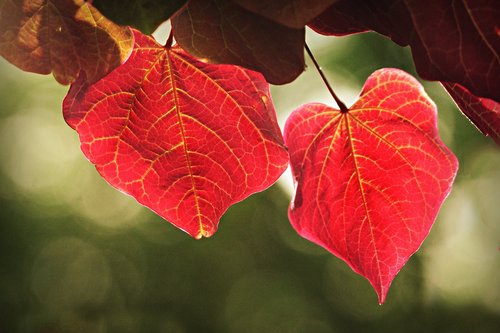 leaf  foliage  vein