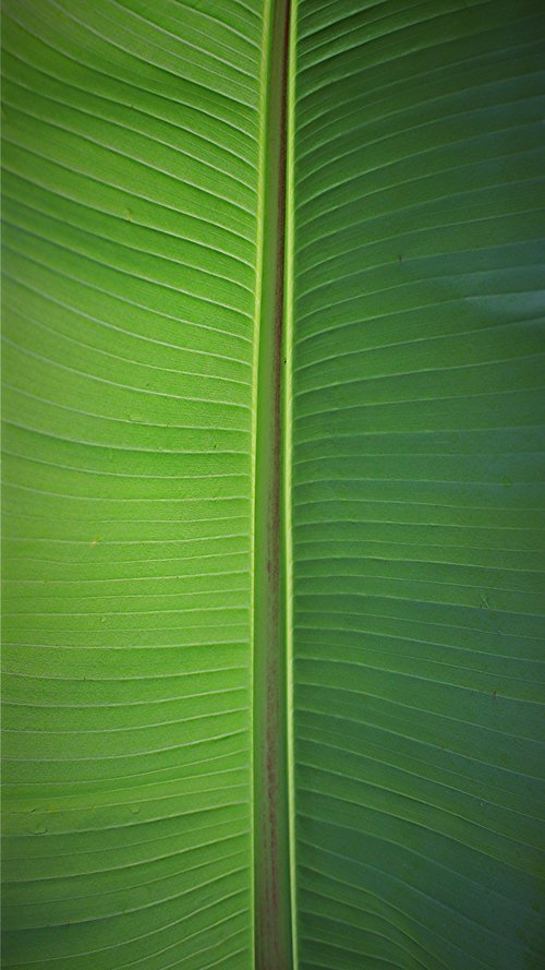 leaf  palm  james
