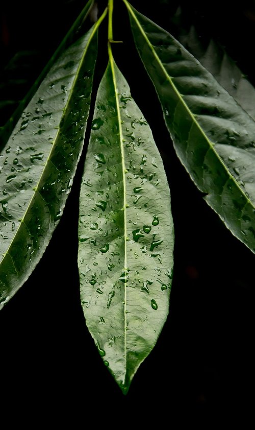 leaf  green  rain forest