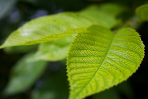 leaf  green  natural