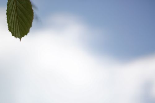 leaf sky cloud