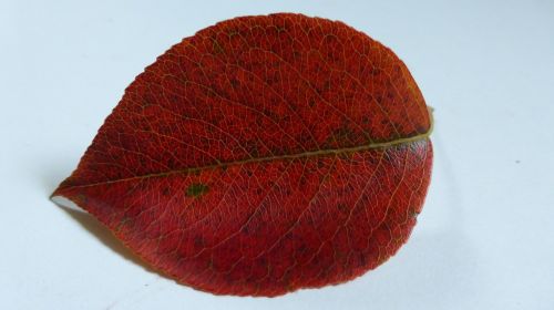leaf pear autumn