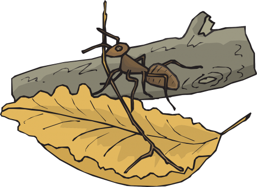 leaf branch ant