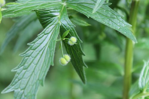 leaf green plant