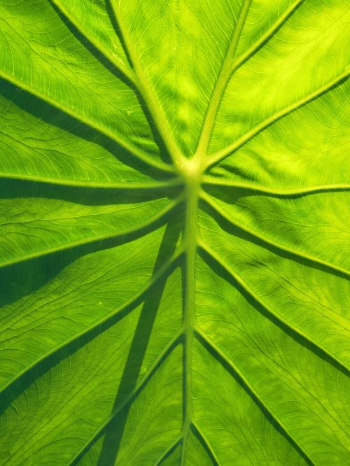 leaf taro natural