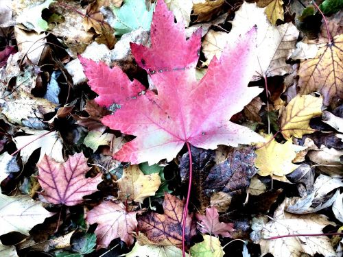 leaf autumn nature