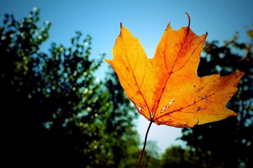 leaf fall colour
