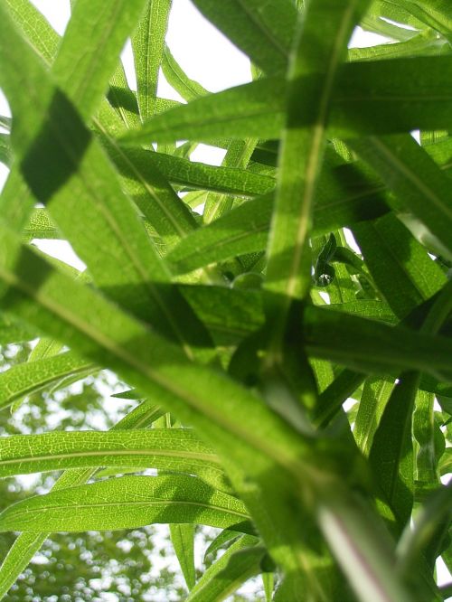 leaf leaves green