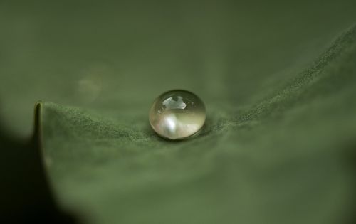 leaf drop droplet
