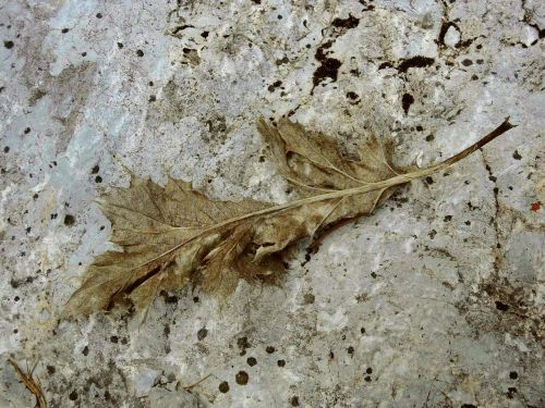 leaf stone rock