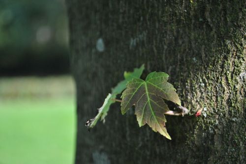 leaf tree trunk