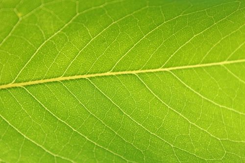 leaf green nature