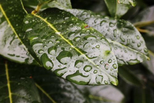leaf drop of water structure