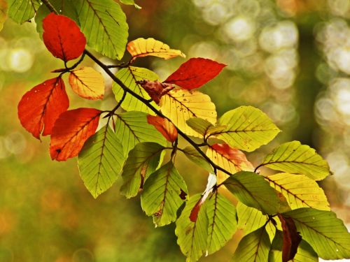 leaf color leaves