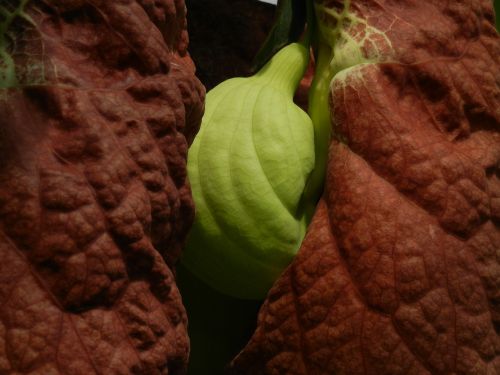 leaf plant exotic