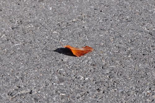 leaf leaves asphalt