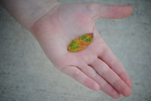 leaf hand nature