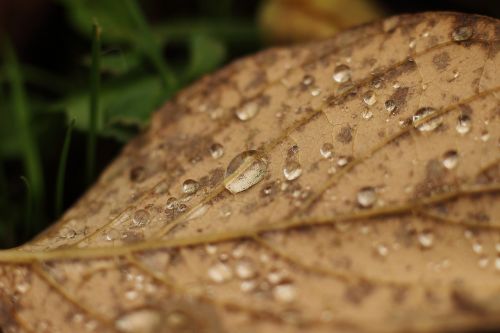 leaf leaves drop of water