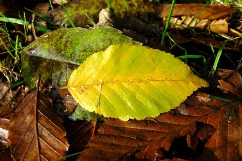 leaf autumn colorful