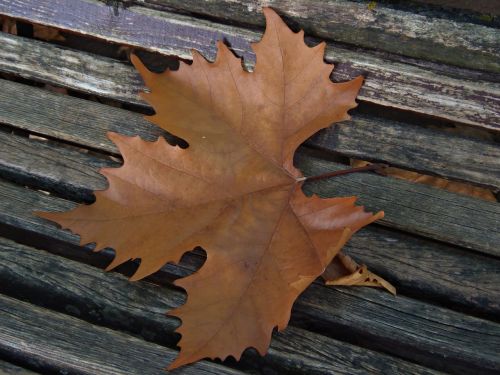leaf dry leaf autumn