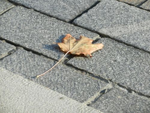 leaf pavement autumn