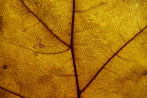 leaf structure pattern