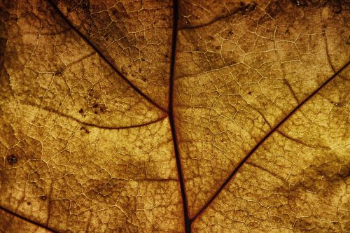 leaf leaf veins structure