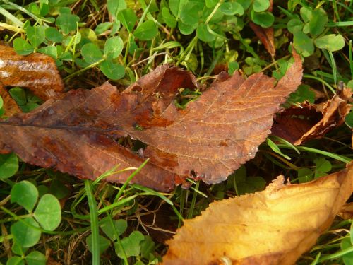 leaf autumn leaves