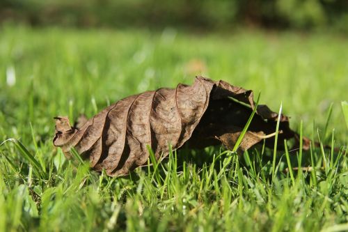 leaf autumn golden autumn