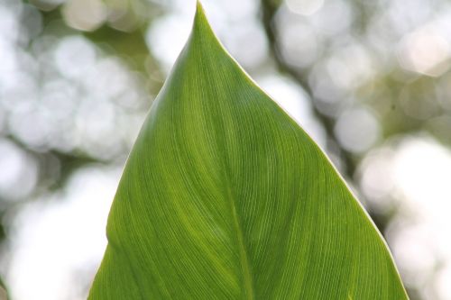 leaf flower garden