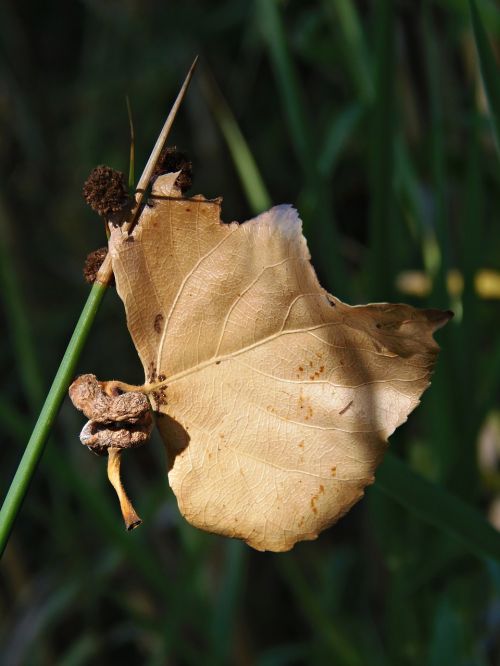 leaf dry leaf autumn