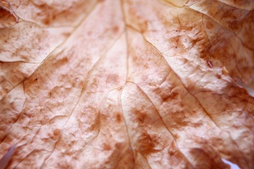 leaf plant leaves